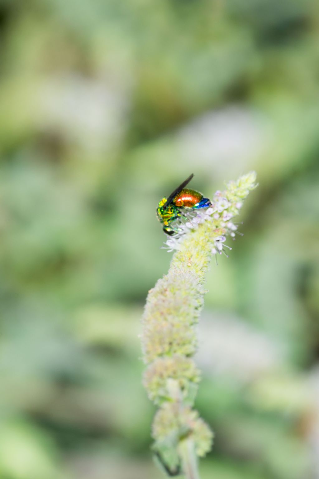 Richiesta identificazione: Stilbum cyanurum (Chrysididae)